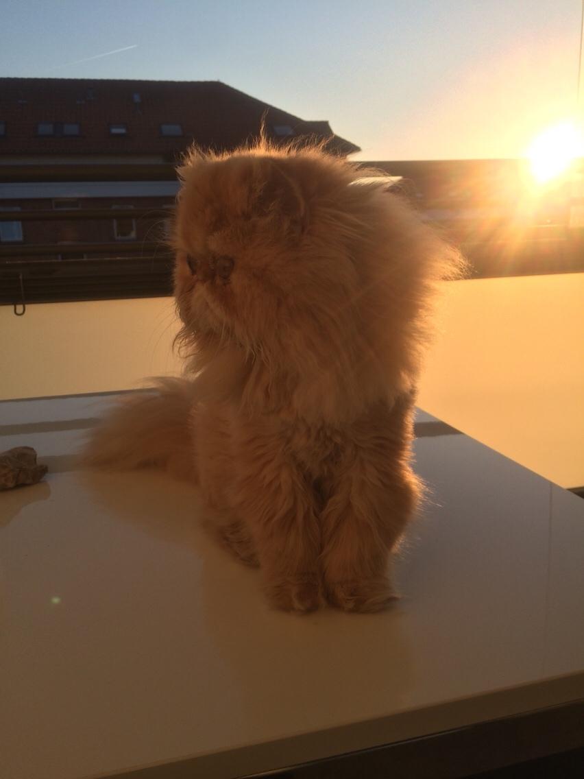 Perser Buddha No. 1 billede 22