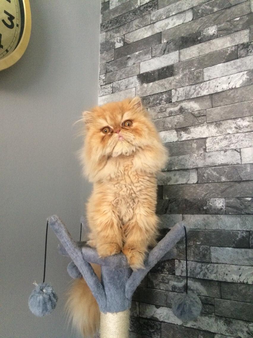 Perser Buddha No. 1 billede 21