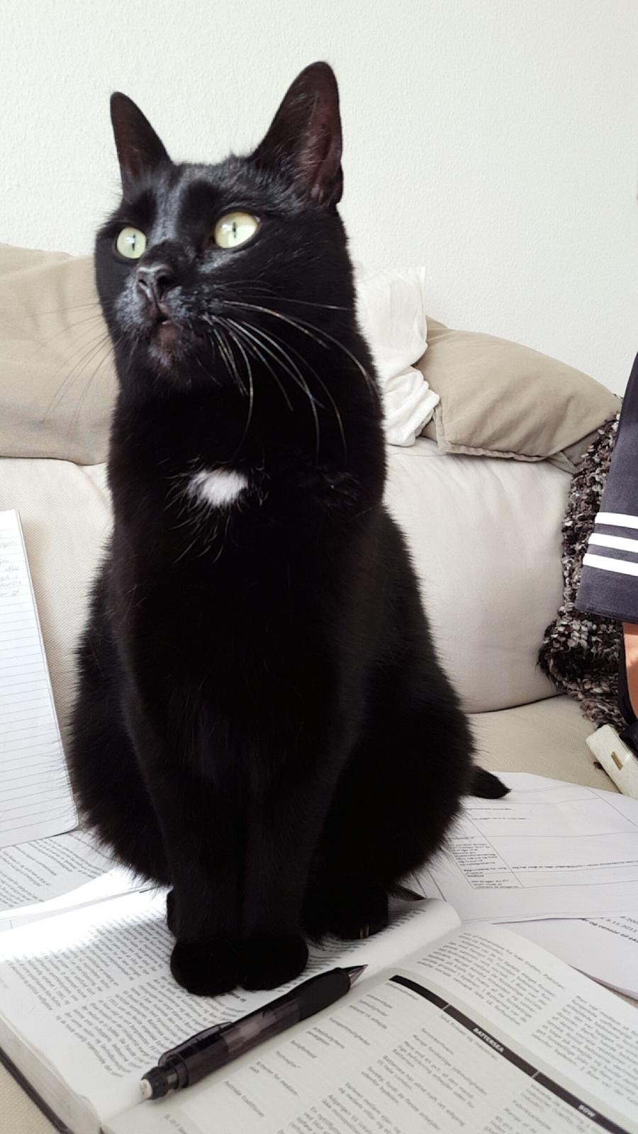 Huskat Blackie billede 21