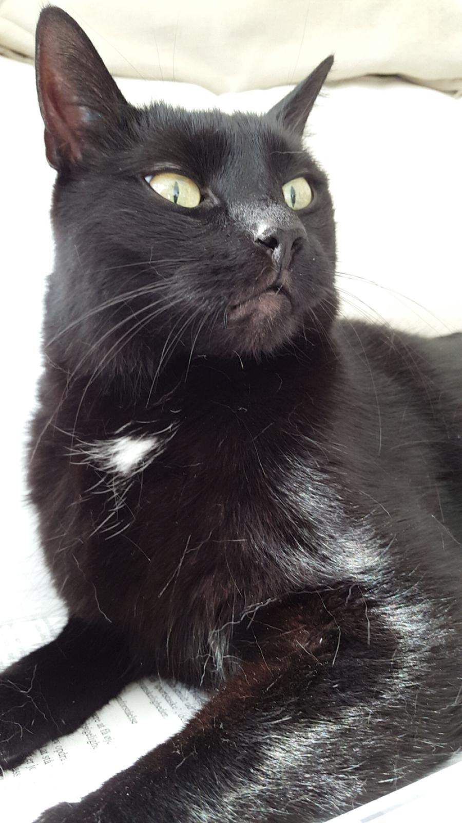 Huskat Blackie billede 22