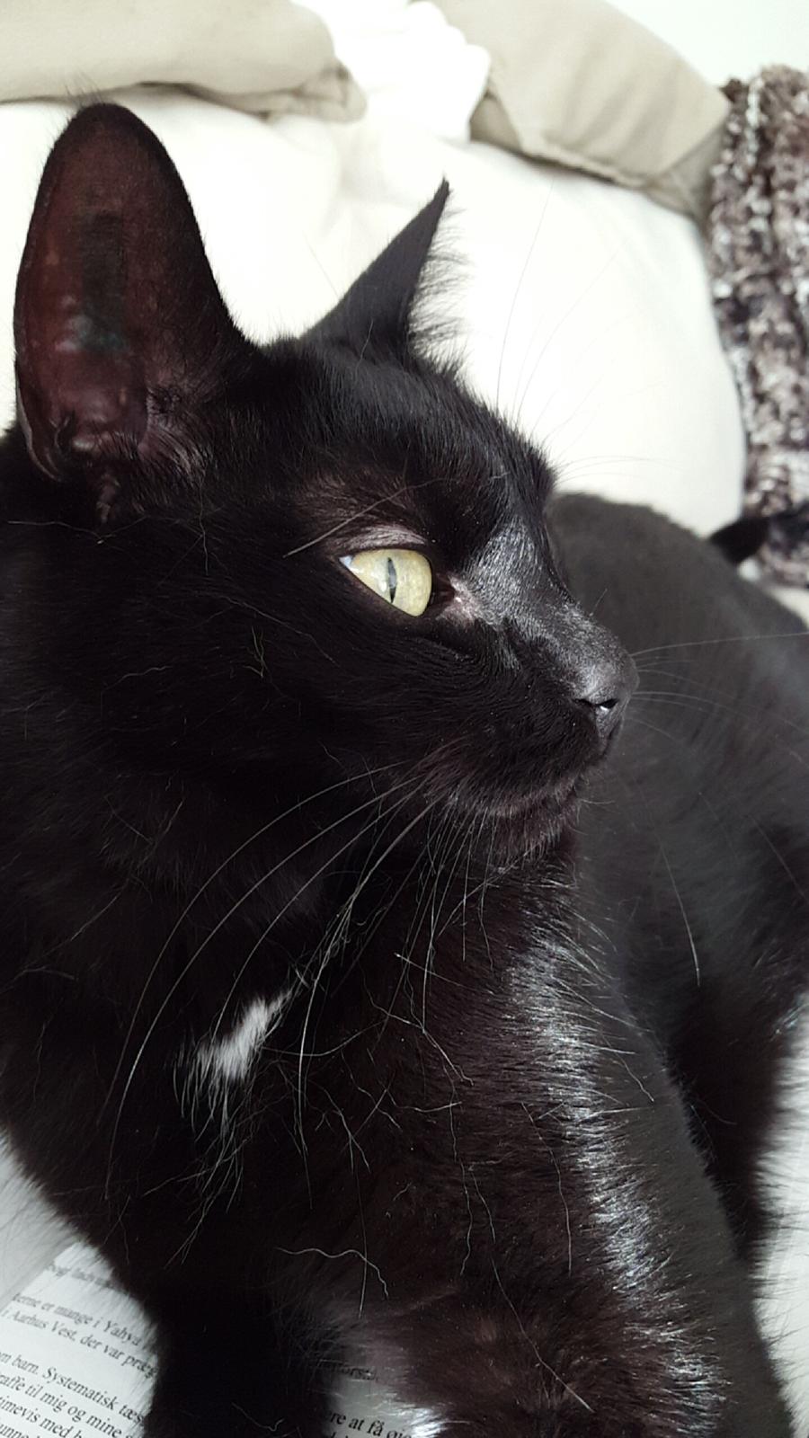 Huskat Blackie billede 23