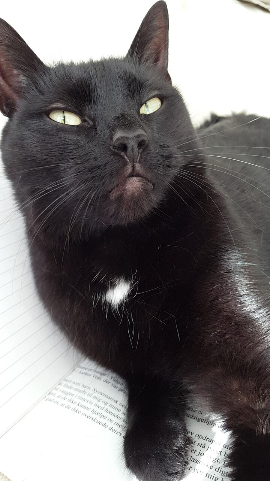 Huskat Blackie billede 24