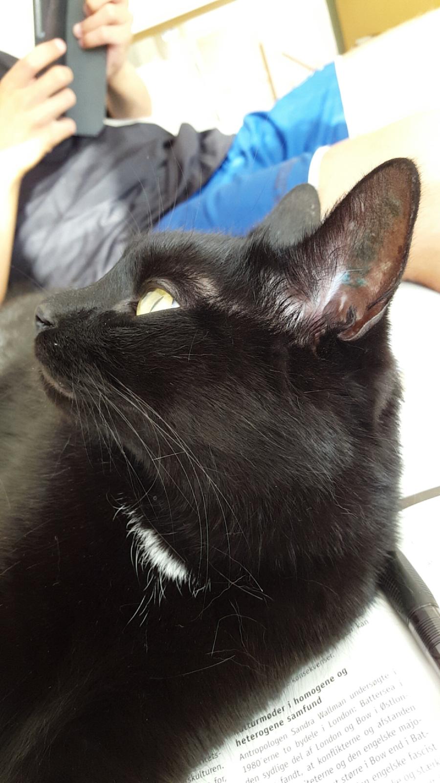 Huskat Blackie billede 26