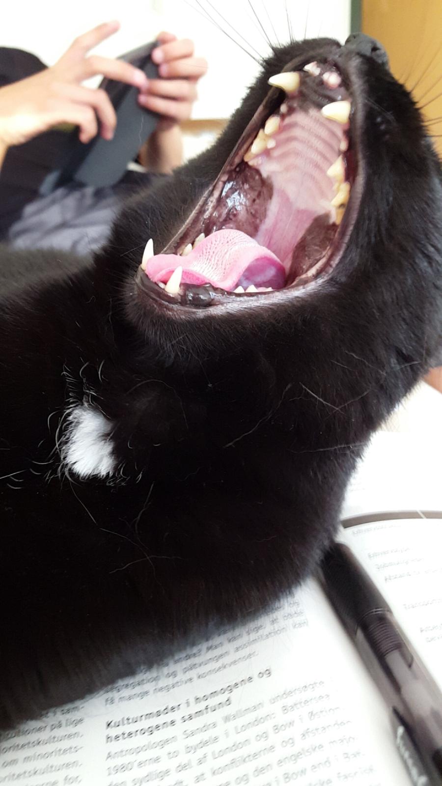 Huskat Blackie billede 27