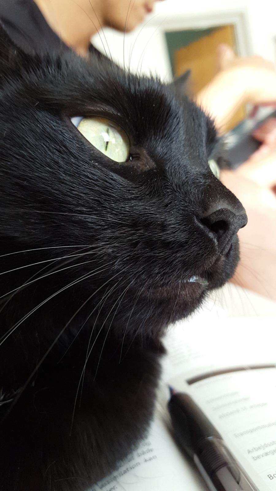 Huskat Blackie billede 28