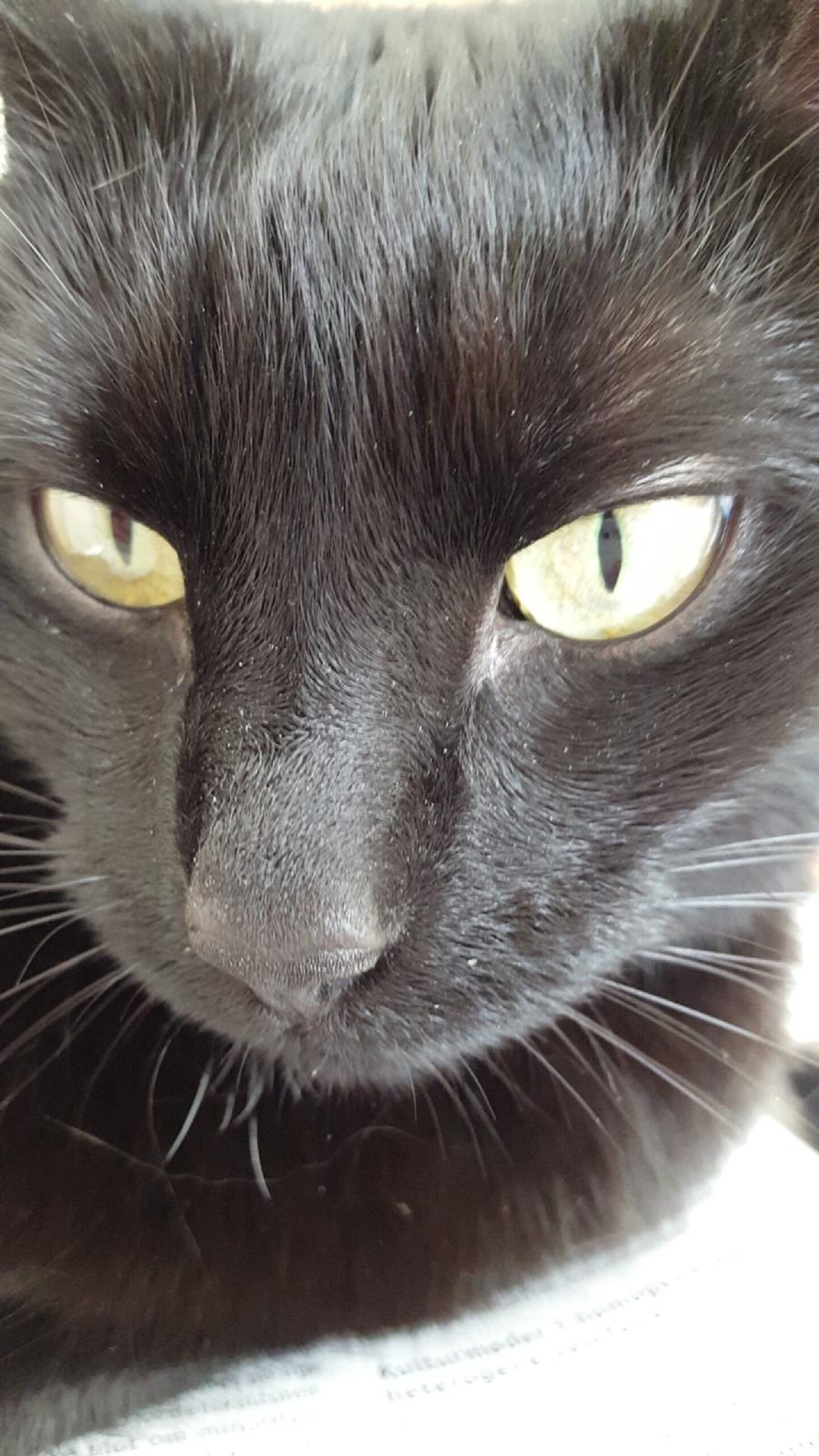 Huskat Blackie billede 29