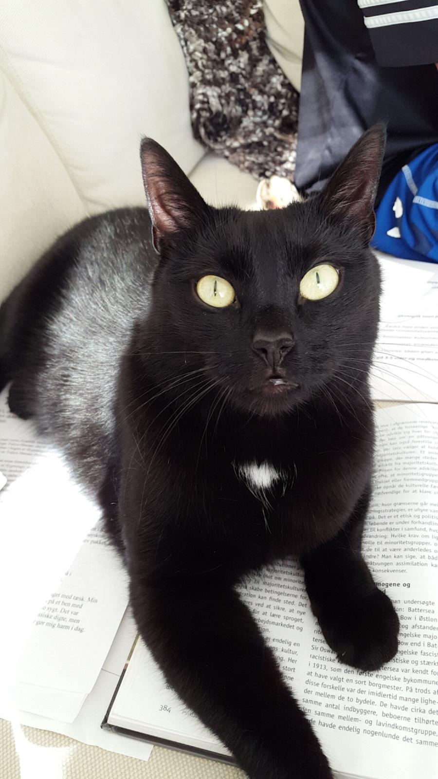Huskat Blackie billede 30