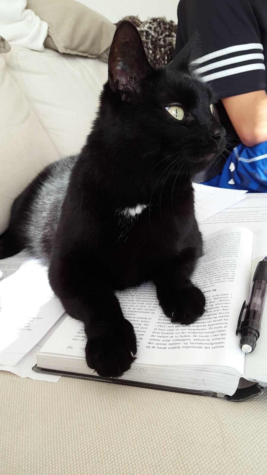 Huskat Blackie billede 31