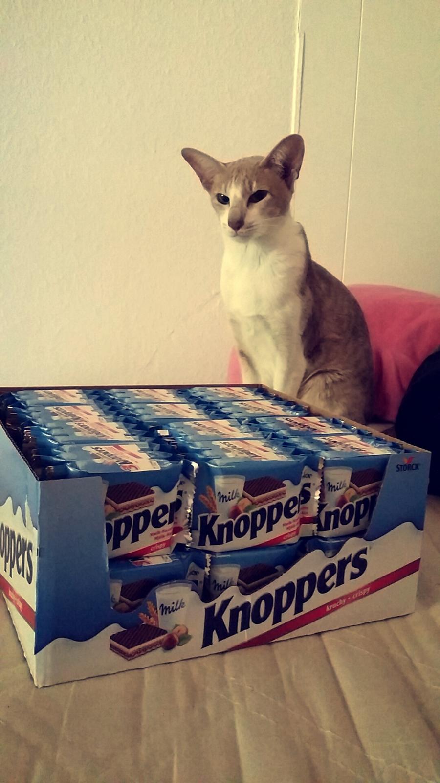 Orientaler Kiyaya - Dem her skal jeg nok vogte for dig :D billede 1