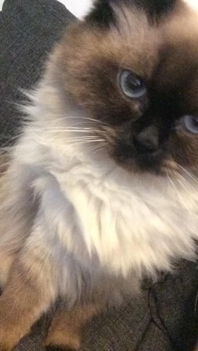 Blanding af racer Dinna billede 1