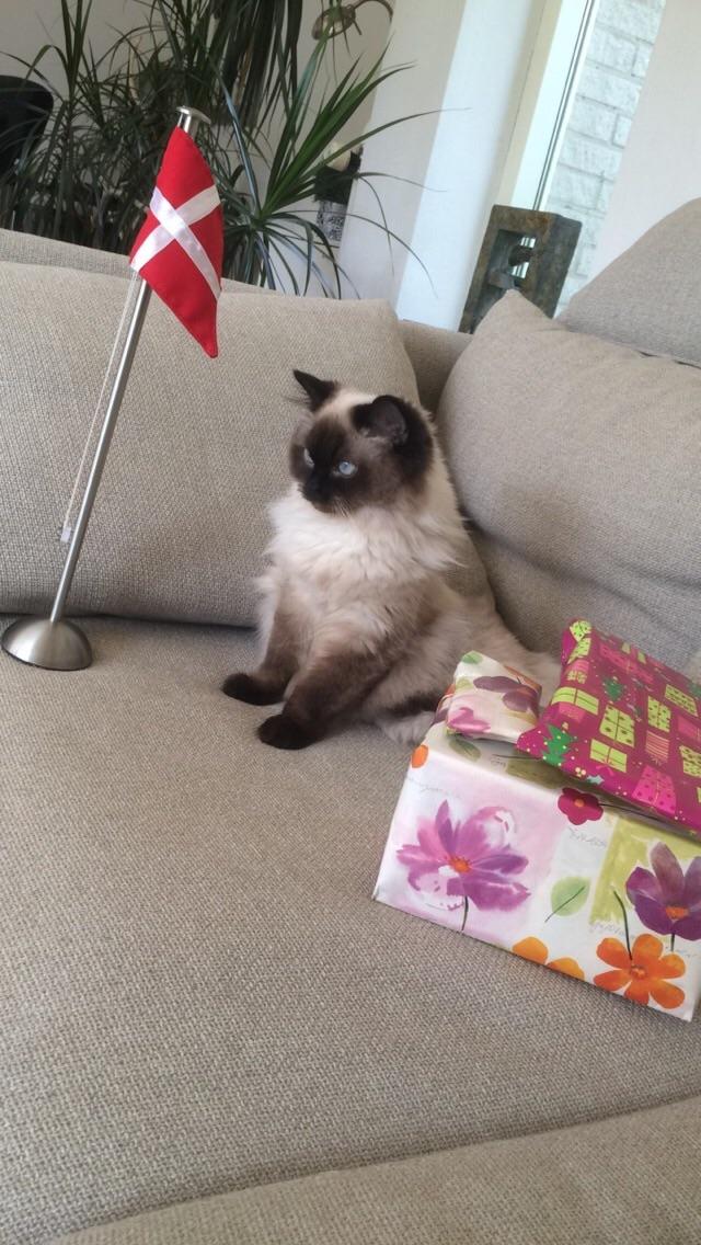 Blanding af racer Dinna billede 2