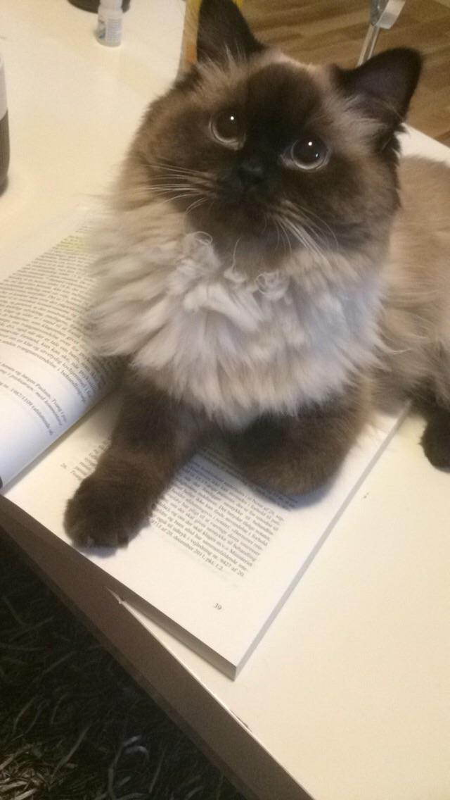 Blanding af racer Dinna billede 4