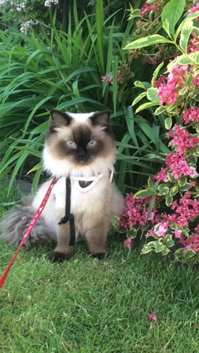 Blanding af racer Dinna billede 3