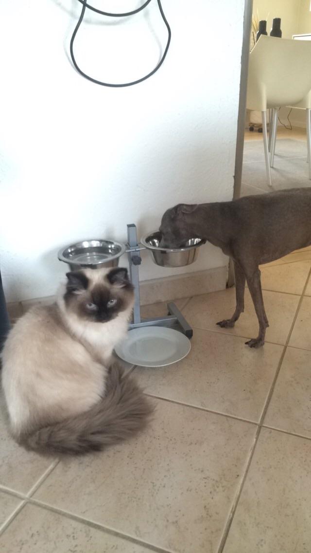 Blanding af racer Dinna billede 5