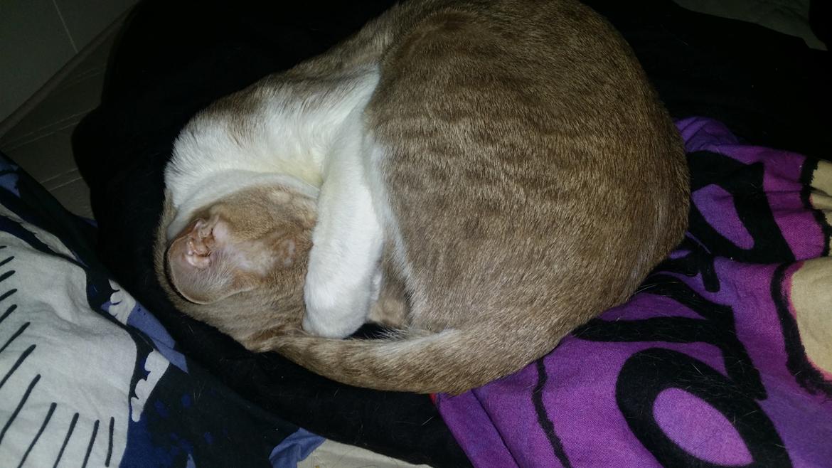 Orientaler Kiyaya billede 5