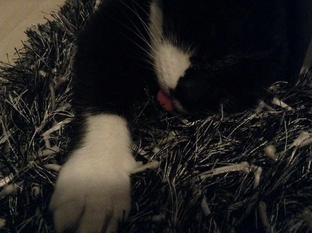 Huskat Simba billede 3