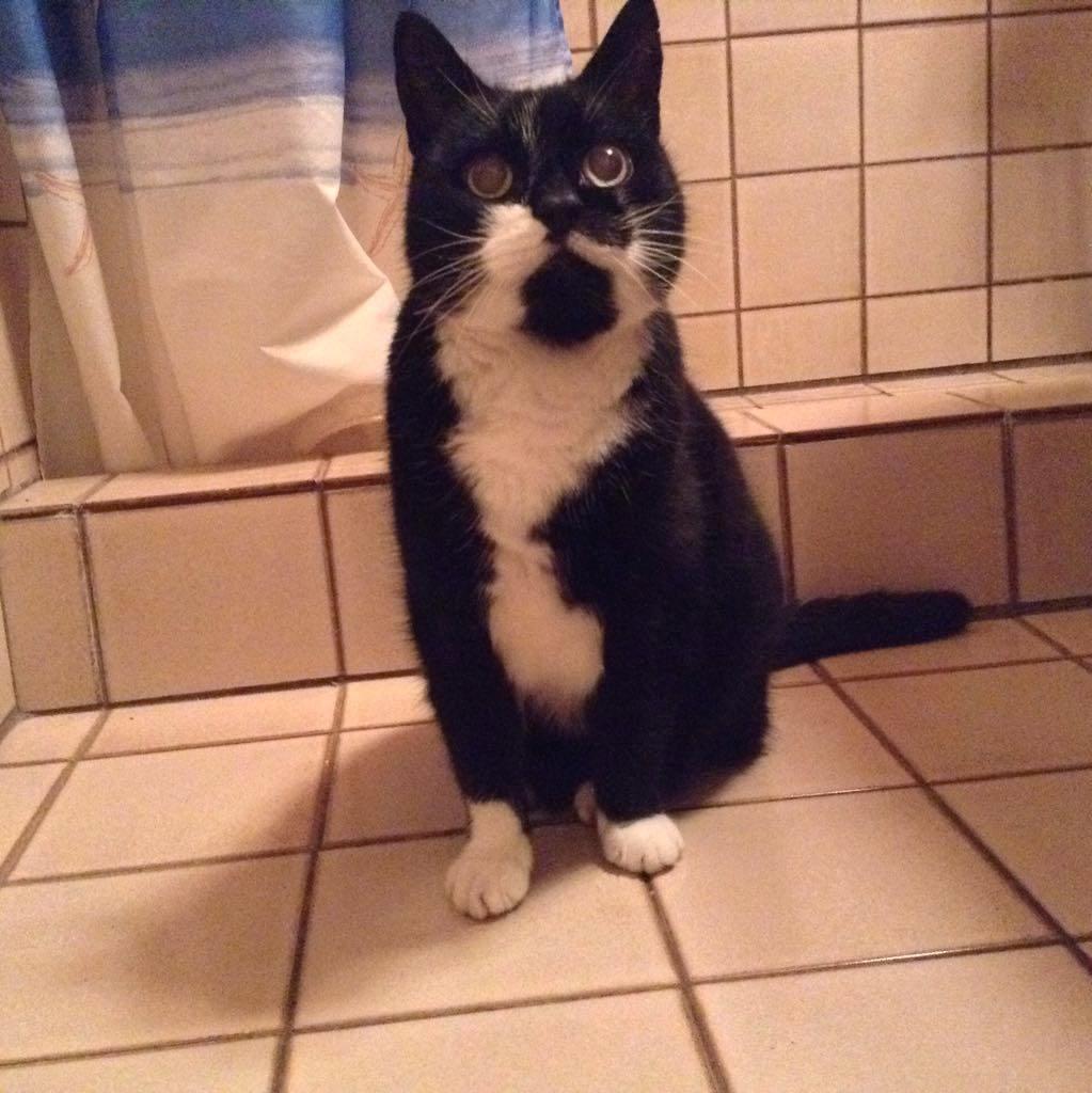 Huskat Simba billede 5