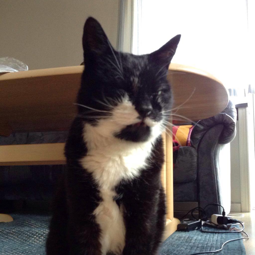 Huskat Simba billede 2