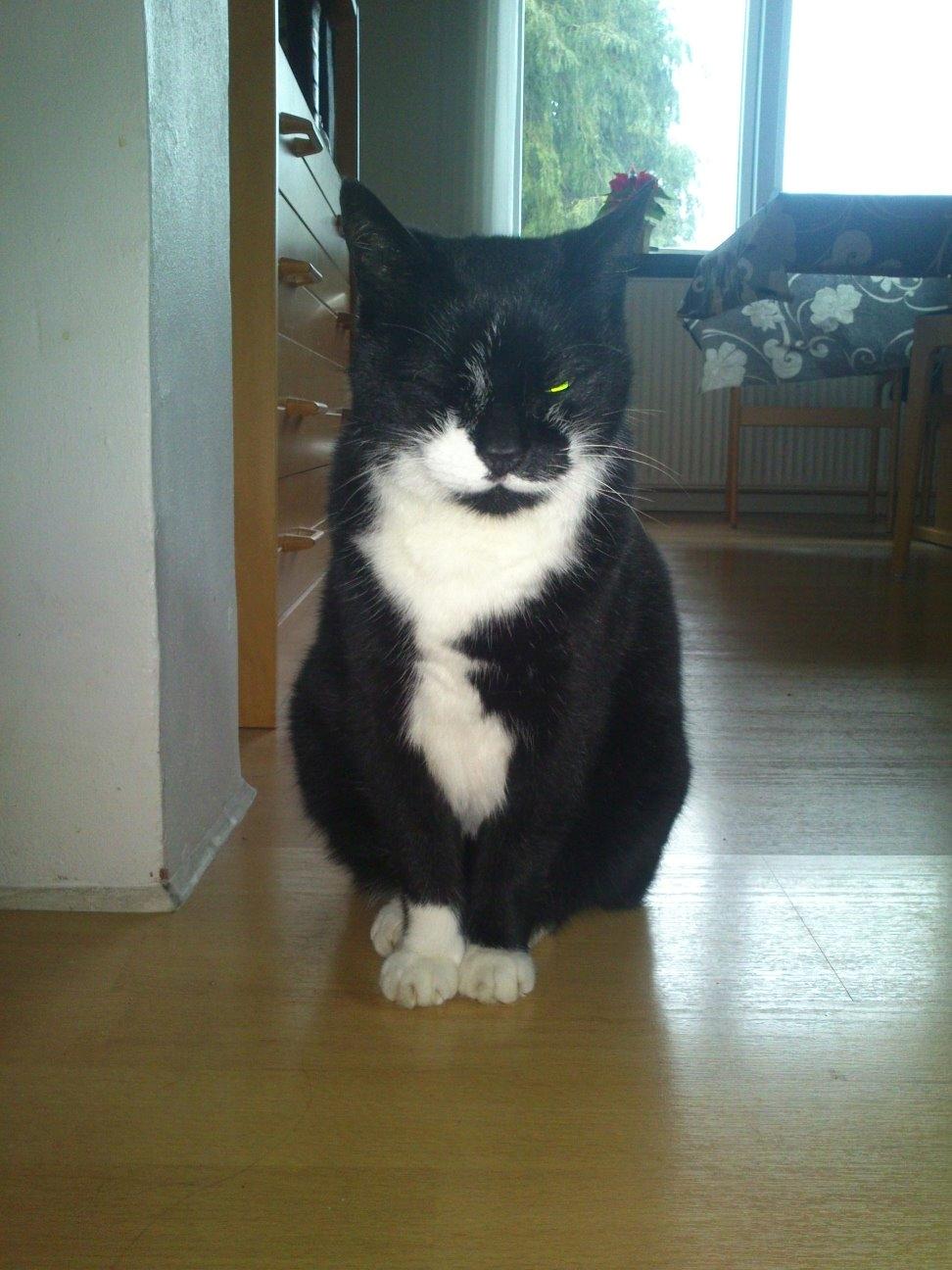 Huskat Simba billede 8