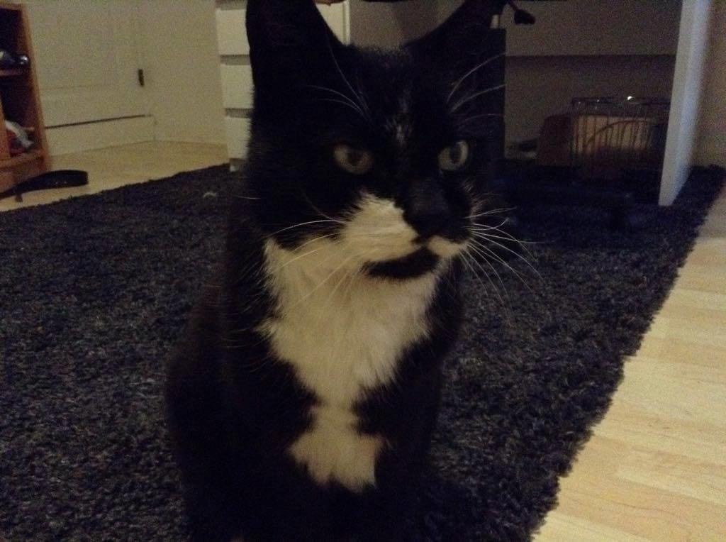 Huskat Simba billede 14