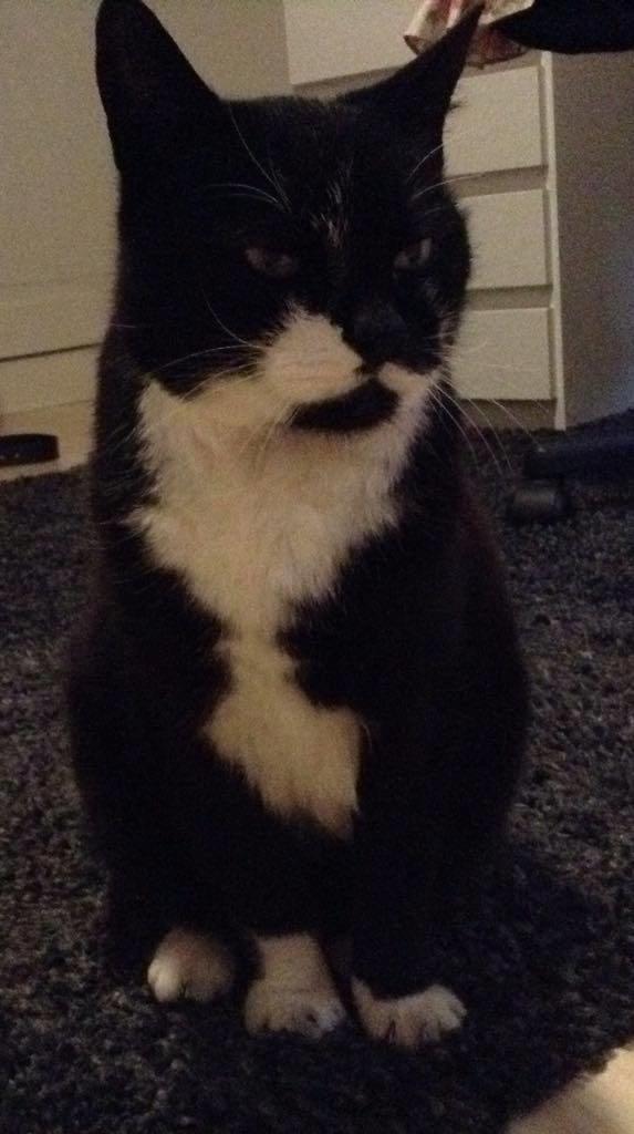 Huskat Simba billede 15