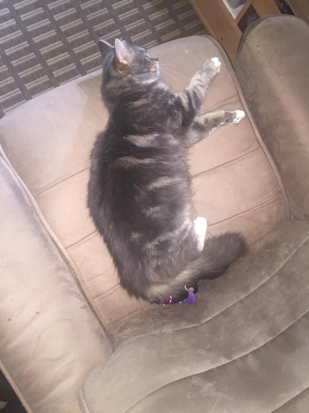 Maine Coon Perle (Himmelkat) billede 3