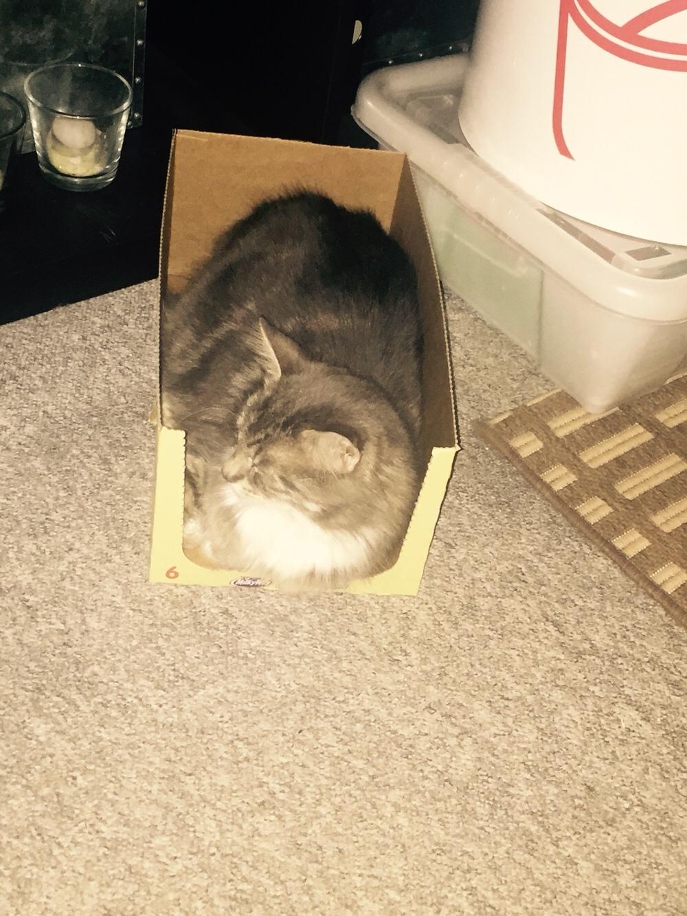 Maine Coon Perle (Himmelkat) billede 5