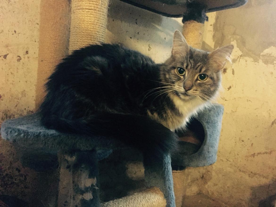 Maine Coon Perle (Himmelkat) billede 10