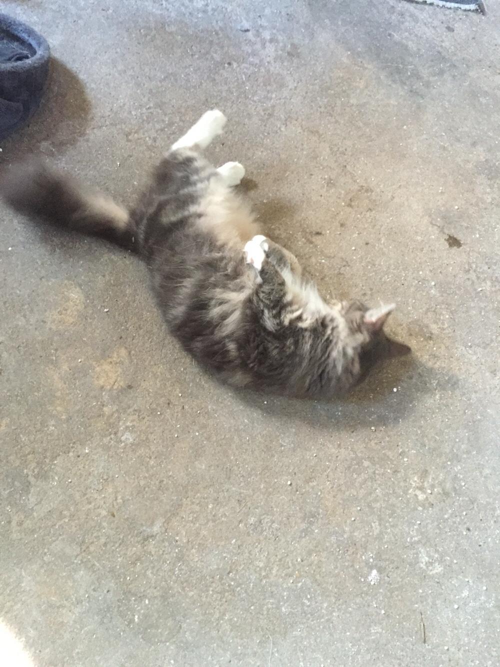 Maine Coon Perle (Himmelkat) billede 13