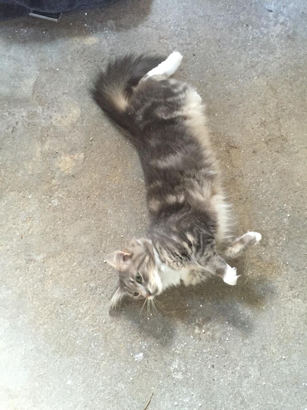 Maine Coon Perle (Himmelkat) billede 14