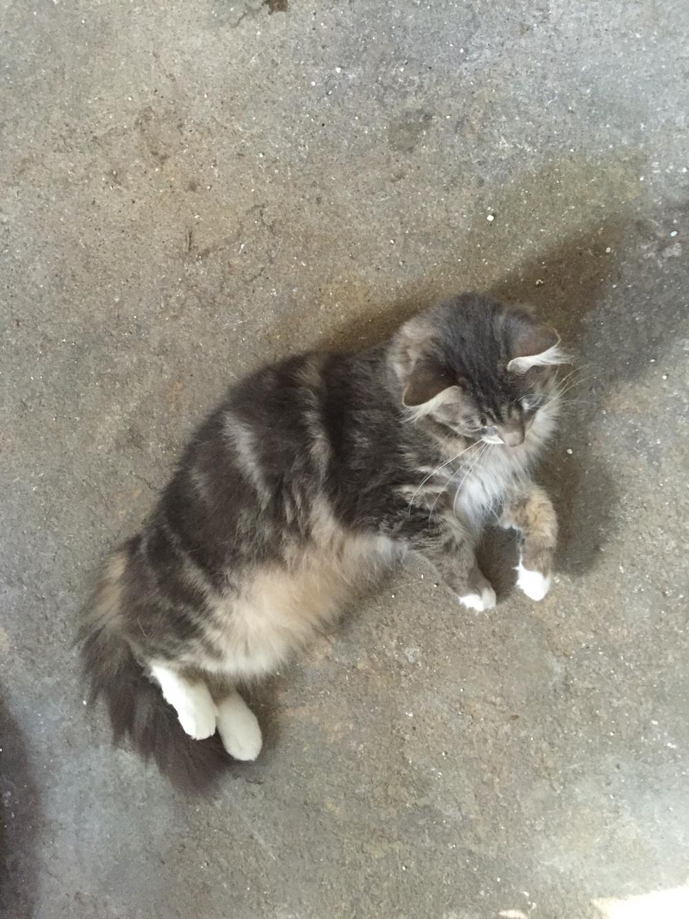 Maine Coon Perle (Himmelkat) billede 15