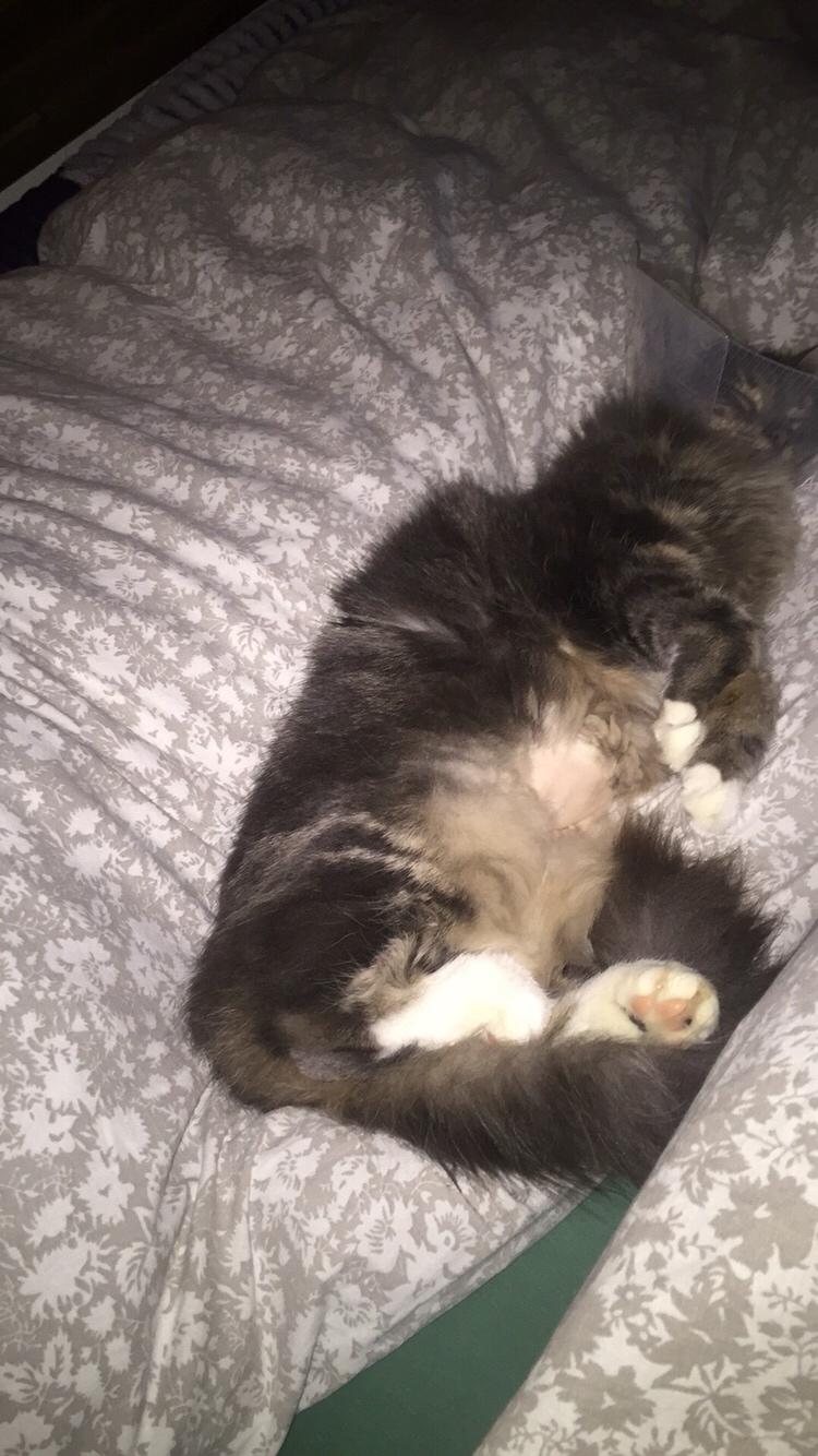 Maine Coon Perle (Himmelkat) billede 20