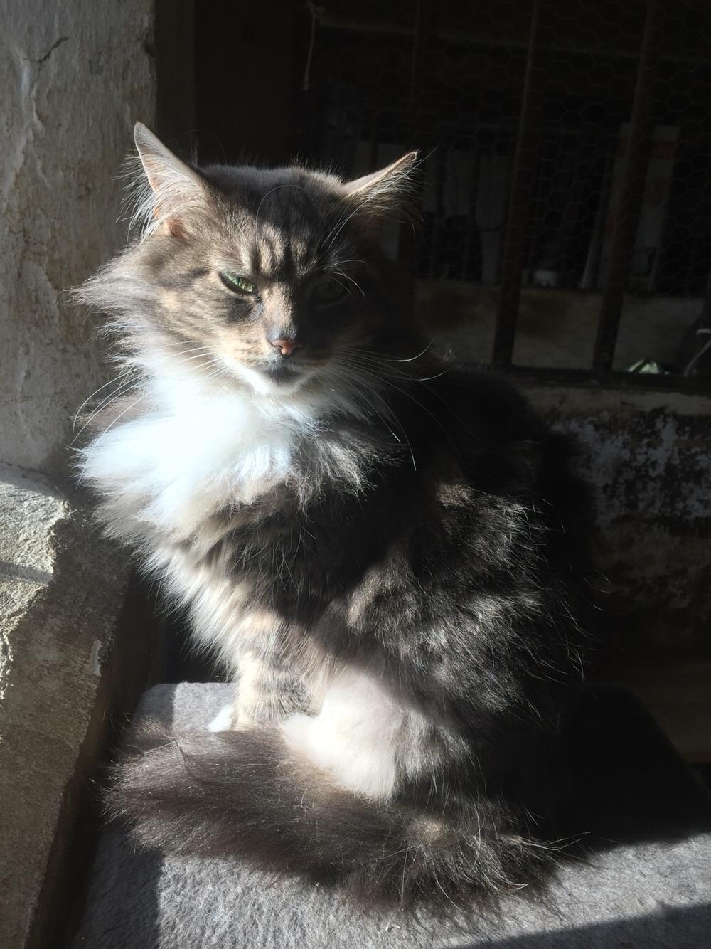 Maine Coon Perle (Himmelkat) billede 23