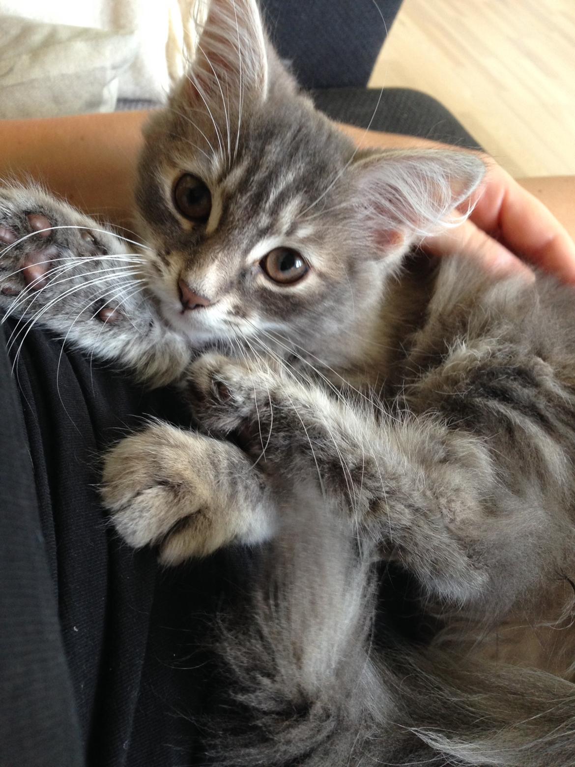 Sibirisk Kat Anni billede 2