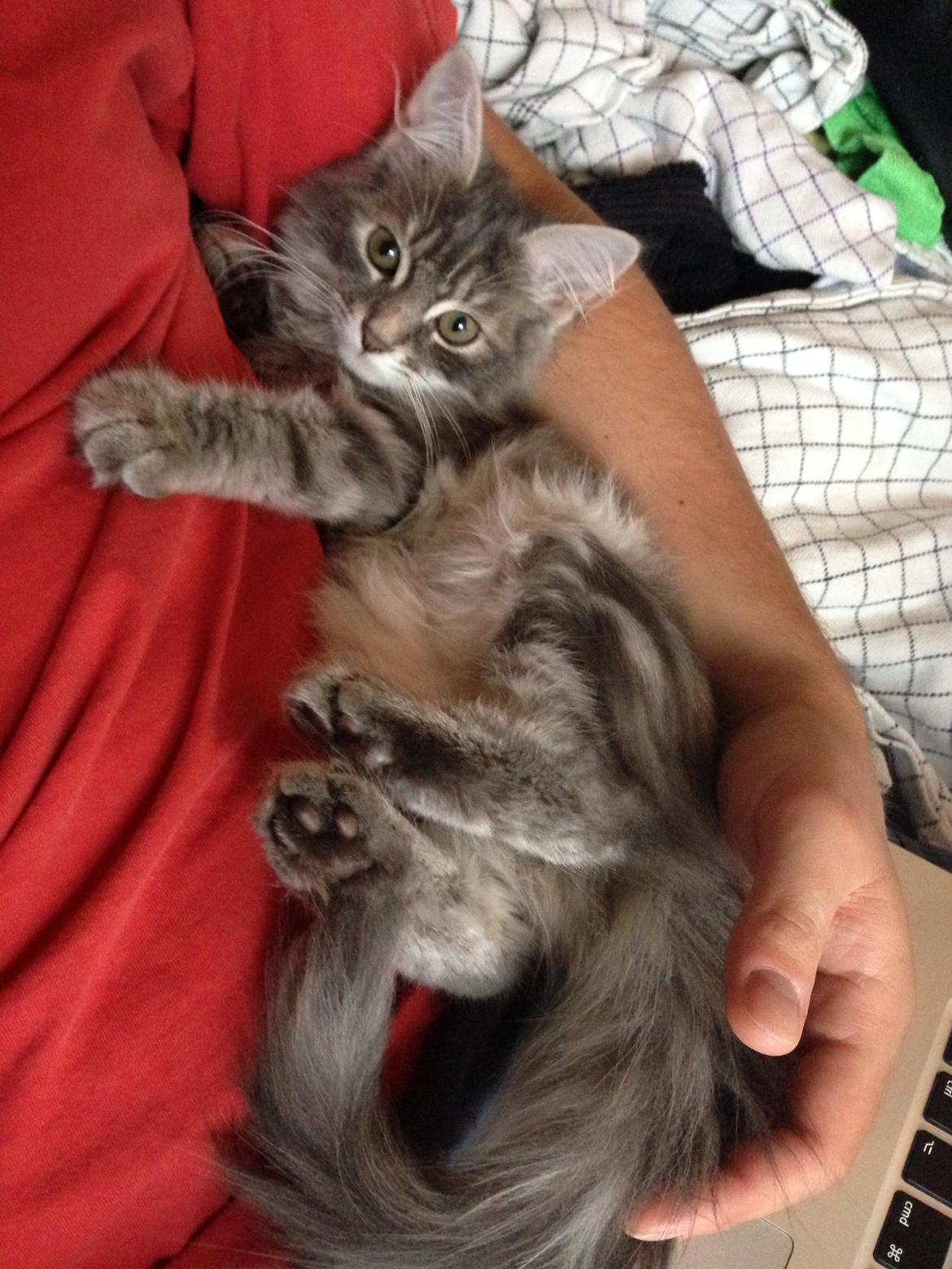 Sibirisk Kat Anni billede 4