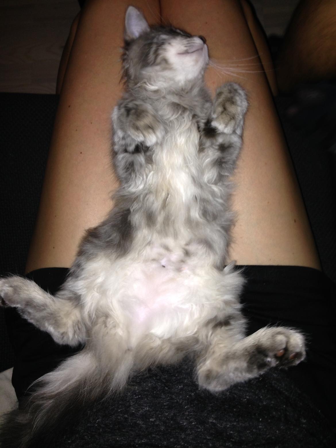 Sibirisk Kat Anni billede 5