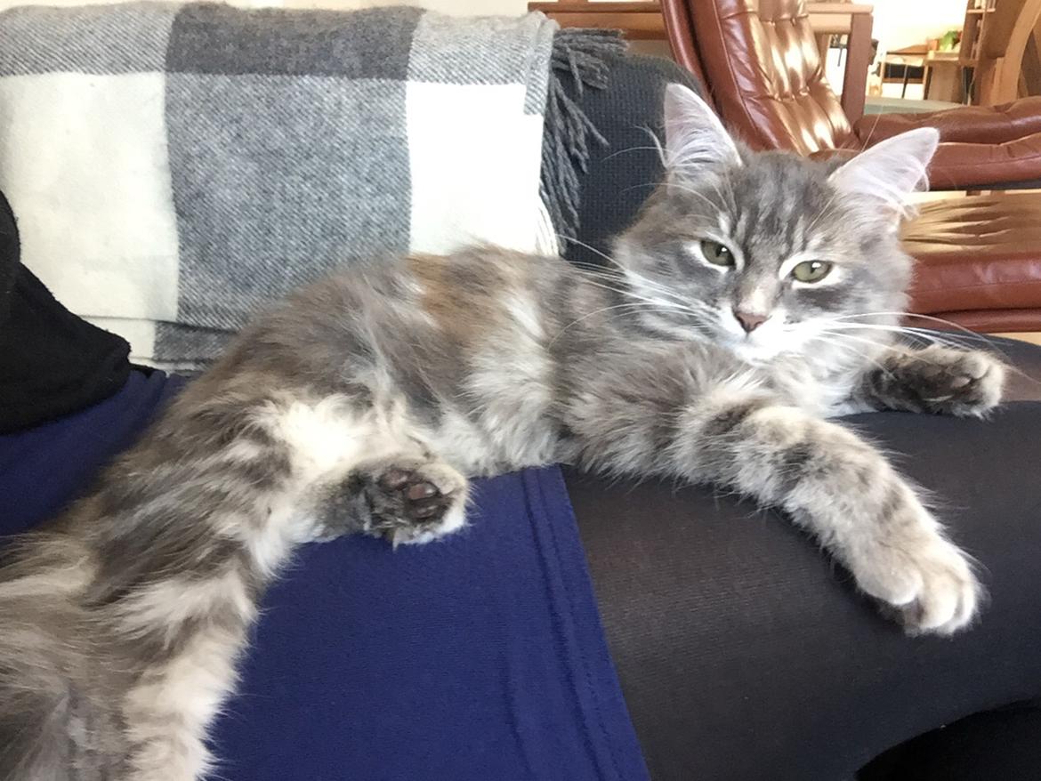 Sibirisk Kat Anni billede 6