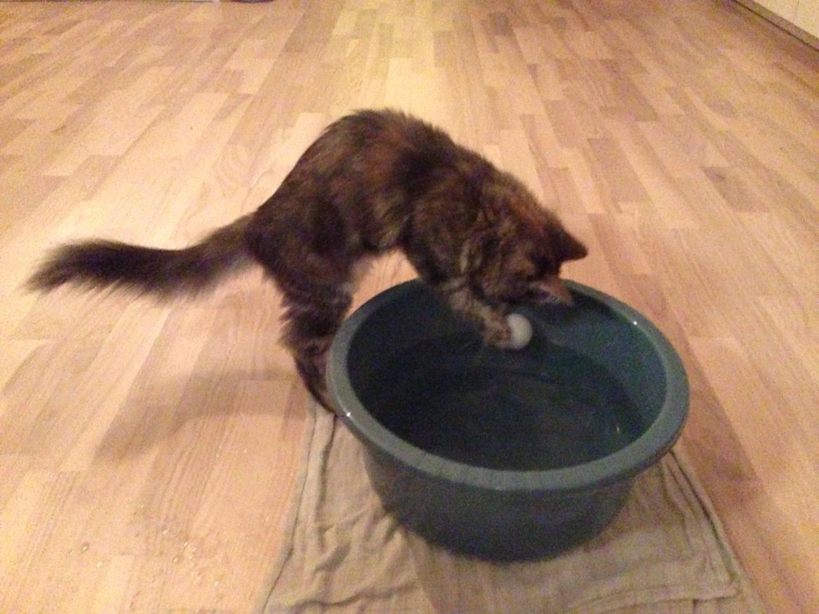 Sibirisk Kat Anni billede 7