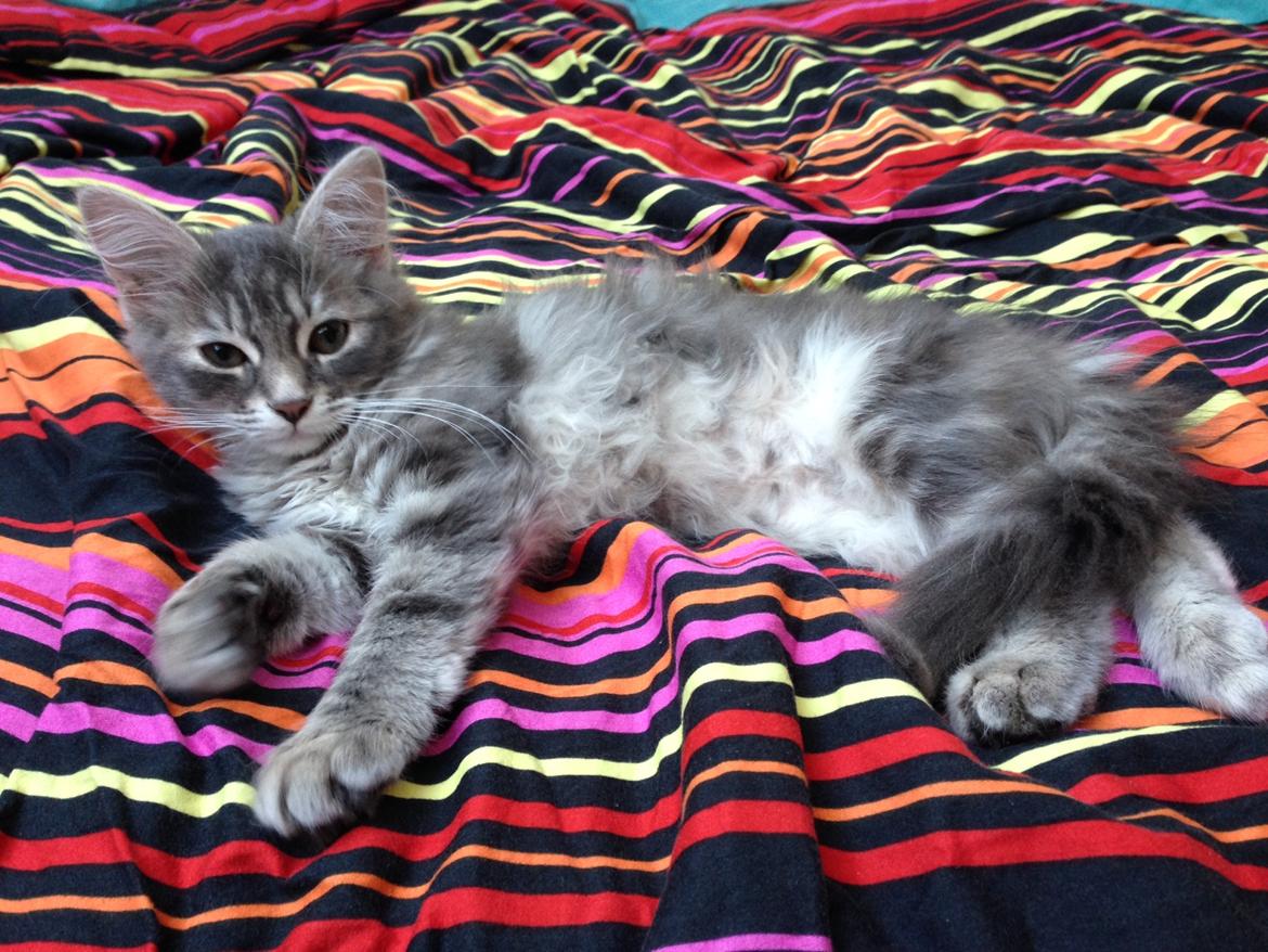 Sibirisk Kat Anni billede 3