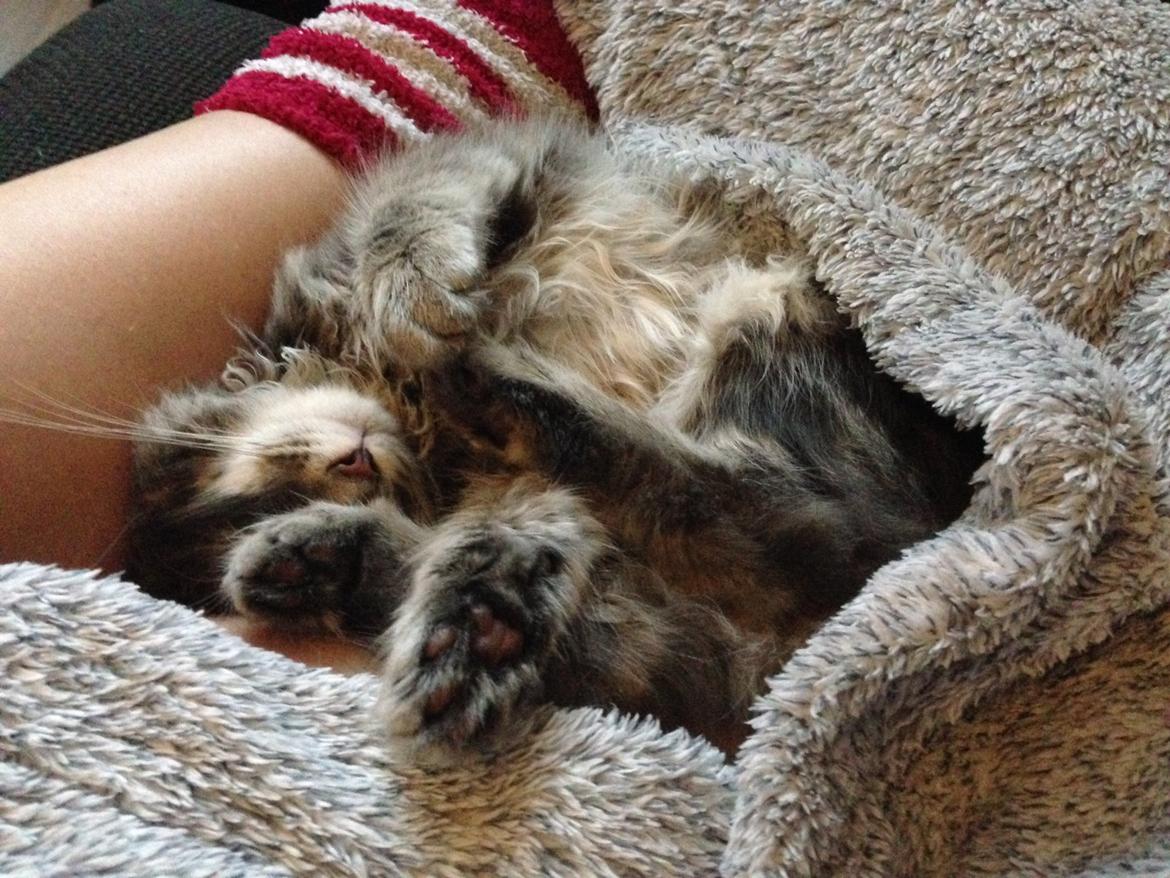 Sibirisk Kat Anni billede 9