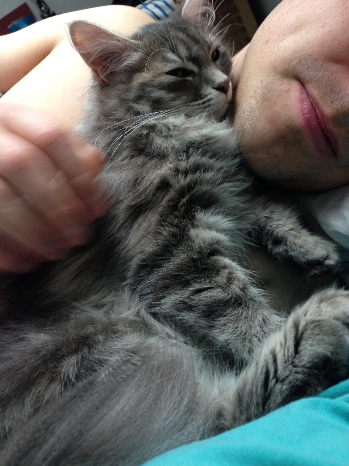 Sibirisk Kat Anni billede 10