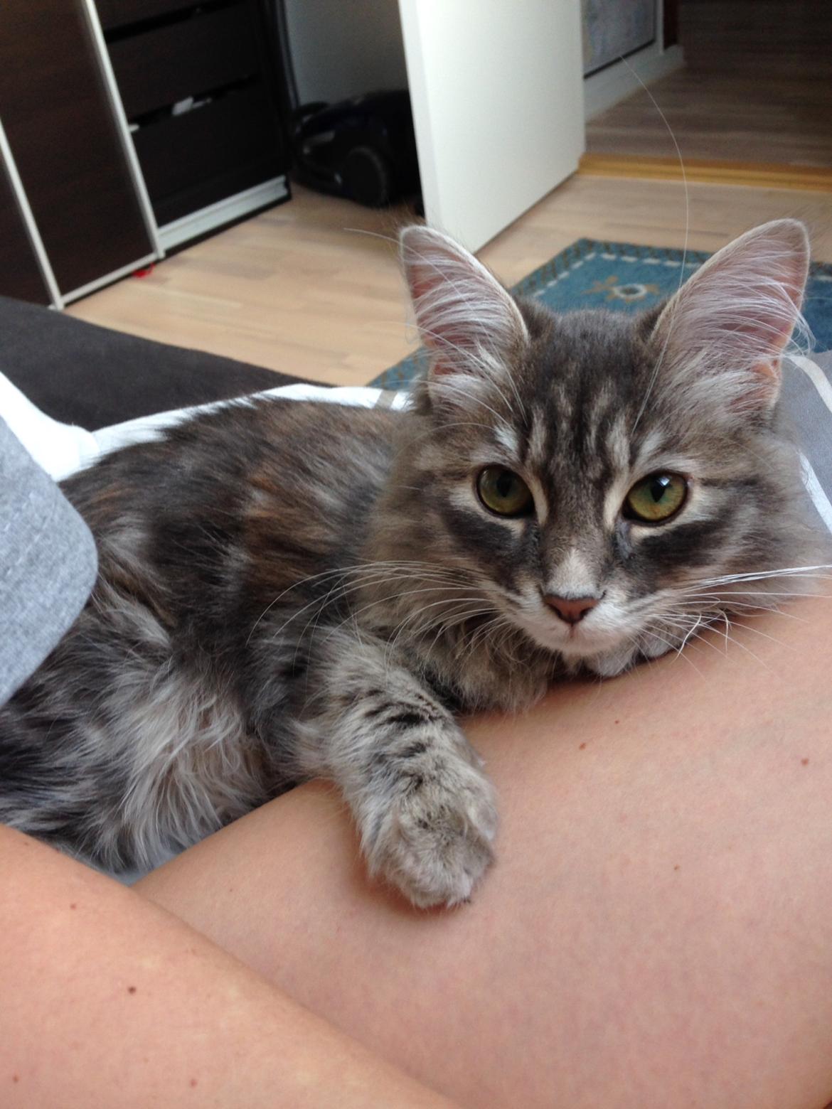 Sibirisk Kat Anni billede 11