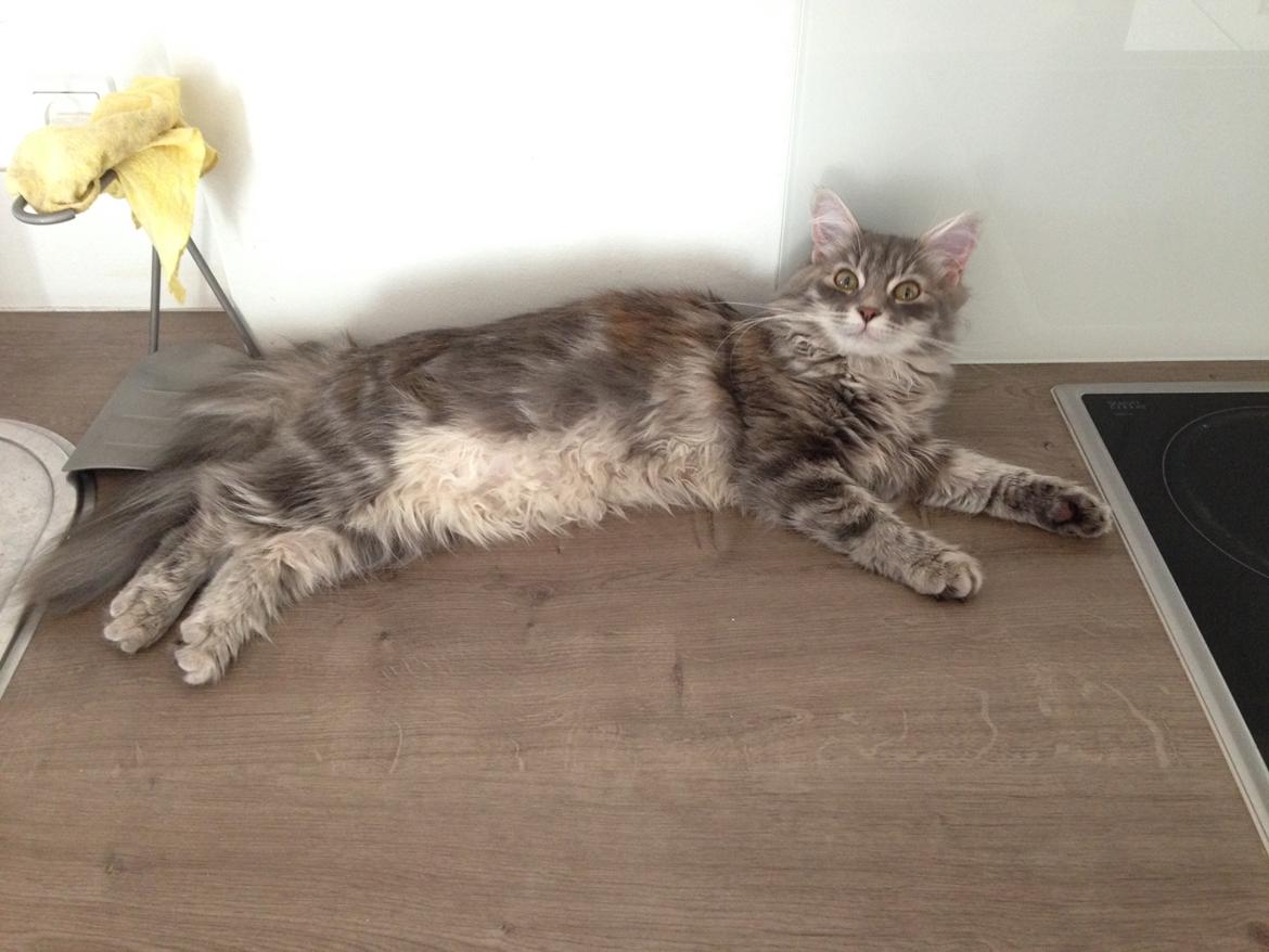 Sibirisk Kat Anni billede 12