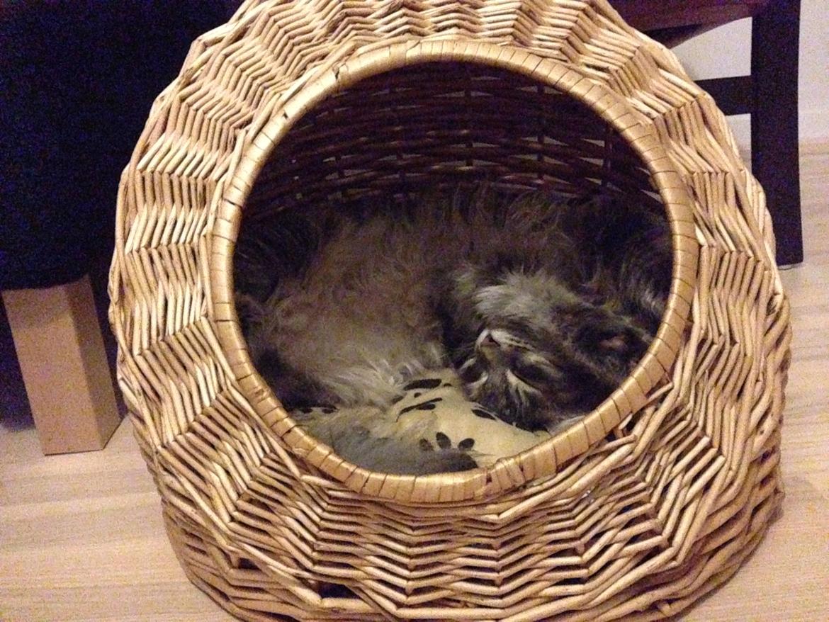 Sibirisk Kat Anni billede 13