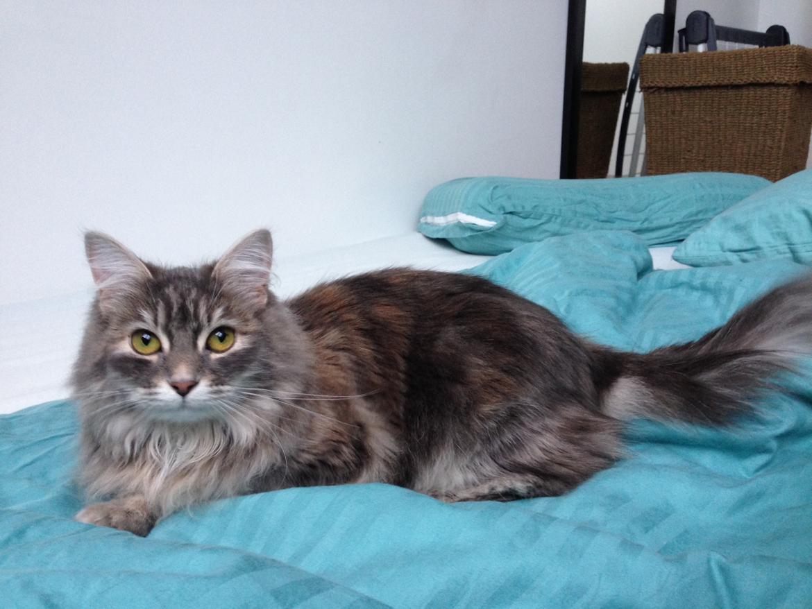 Sibirisk Kat Anni billede 14