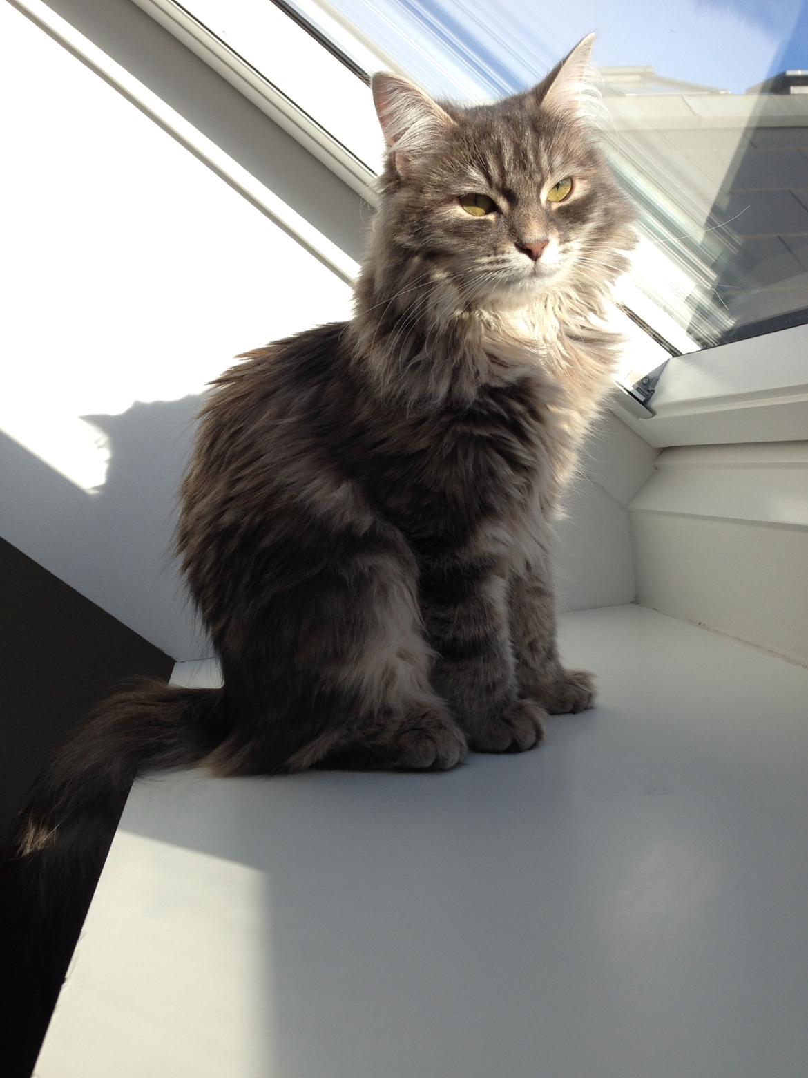 Sibirisk Kat Anni billede 15