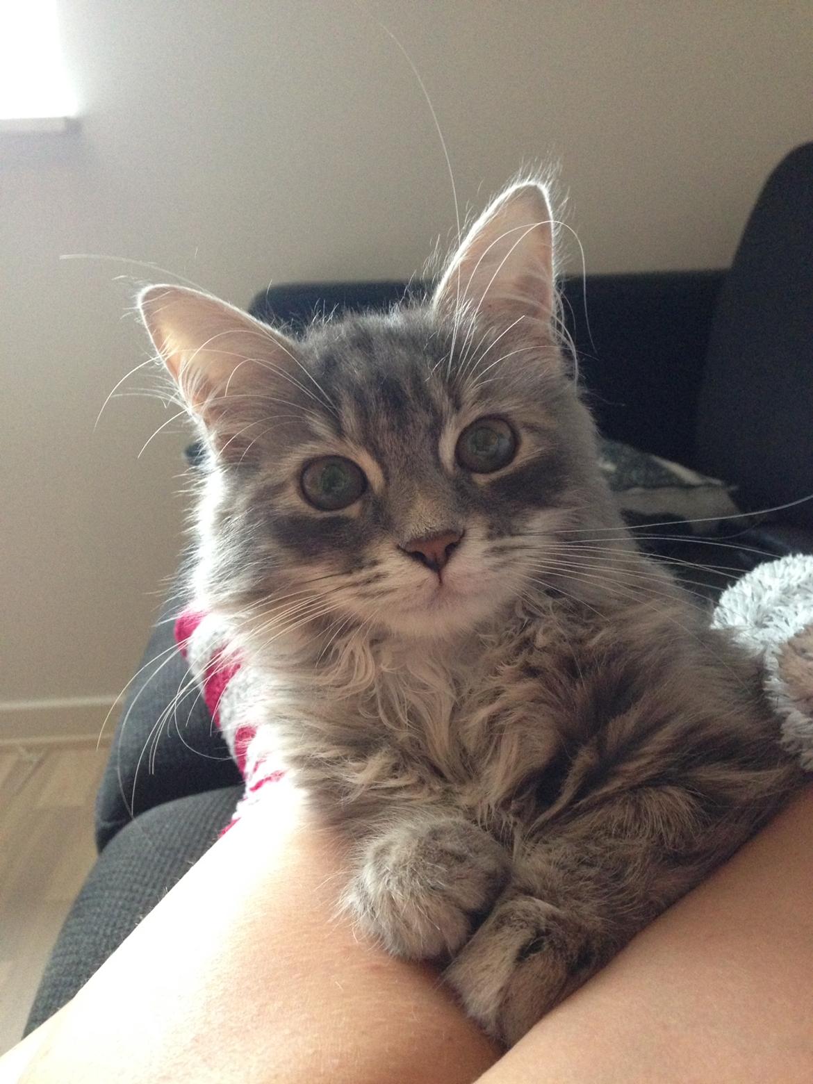 Sibirisk Kat Anni billede 8