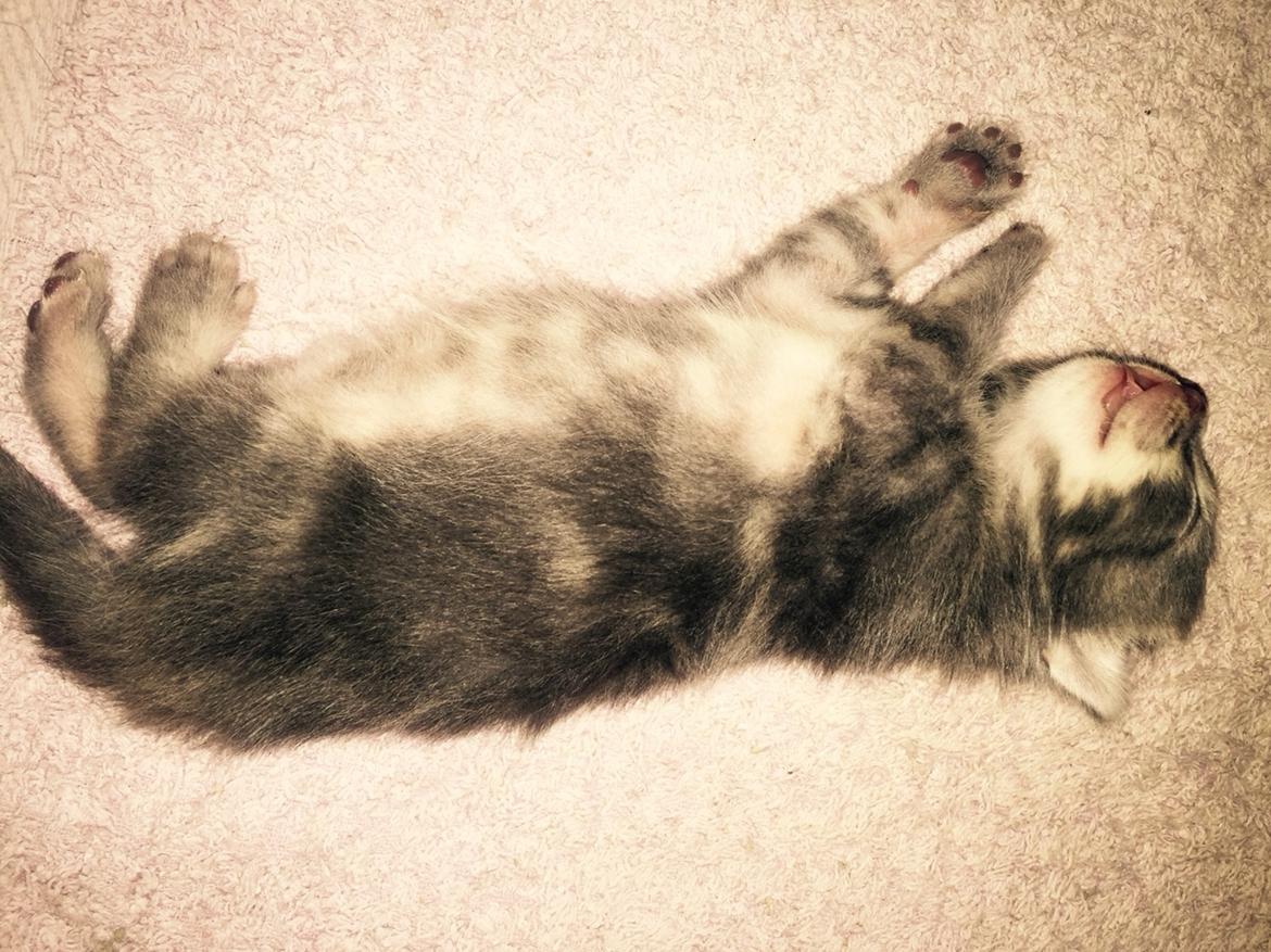 Blanding af racer Onkel Tom billede 1