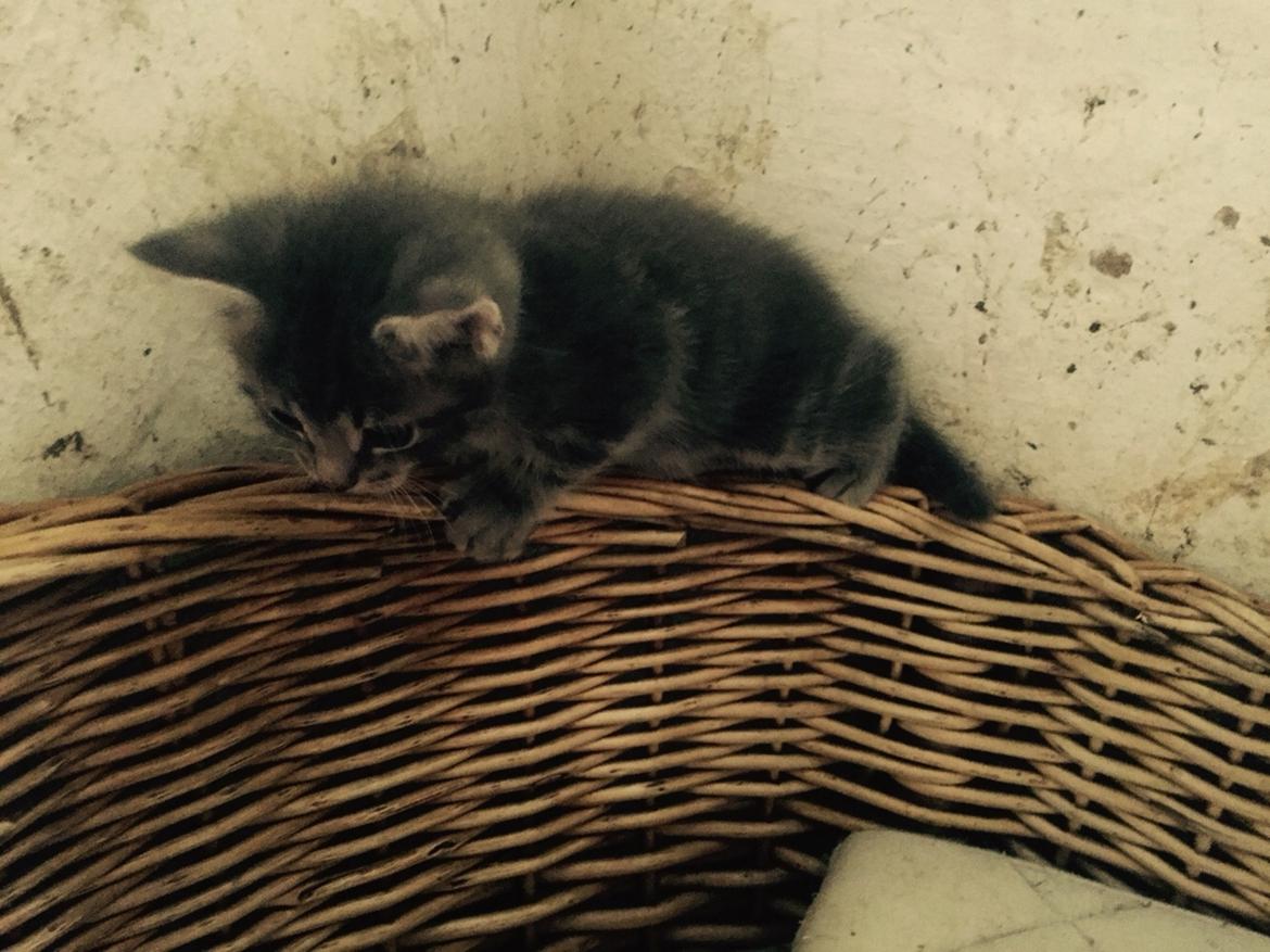 Blanding af racer Onkel Tom billede 3