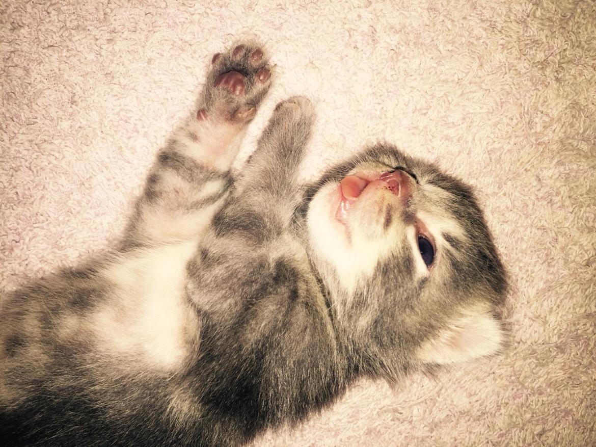 Blanding af racer Onkel Tom billede 2